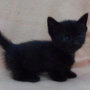 Meet your Posher, LilChappy